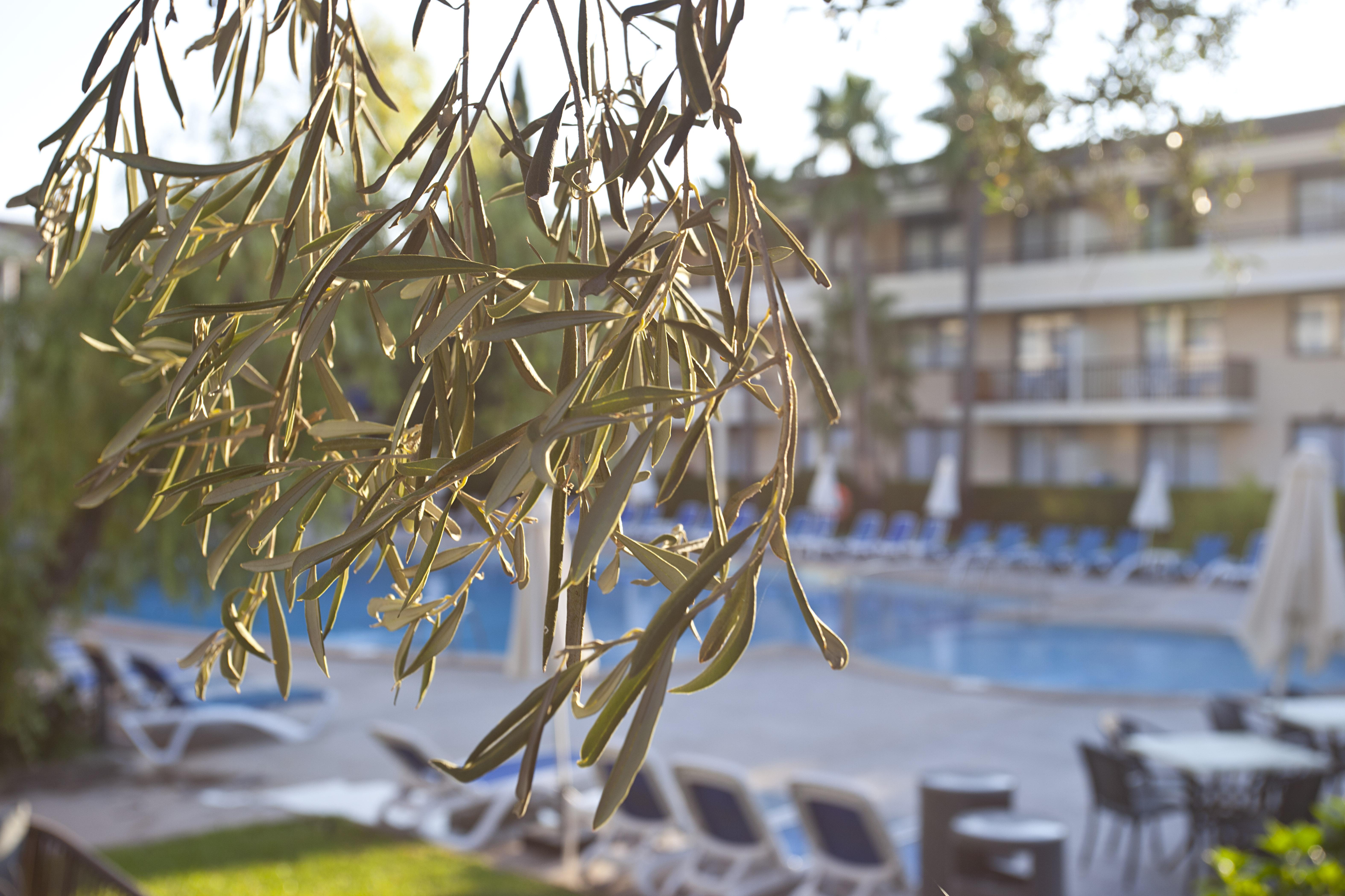 Hotel Bahia Pollensa Port de Pollença Dış mekan fotoğraf